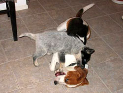perros beagle y border collie