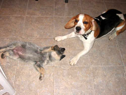 Beagle y border collie