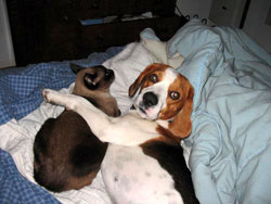 perro y gato