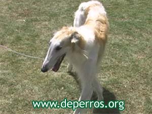 Foto 3: perro borzoi de frente