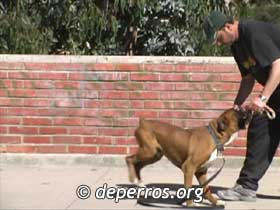 Perro bxer mordiendo su juguete