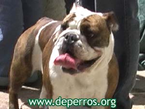 Foto 1: perro bulldog parado