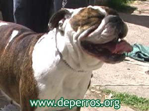 Foto 2: perro bulldog tomando sol