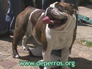 Foto 3: perro bulldog curioso