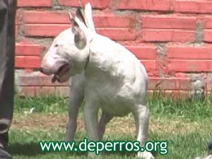 Foto 1: perro bull terrier parado