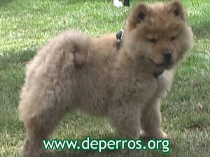 Foto 2: perrito chow chow posando
