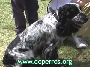 Foto 2: perro cocker spaniel sentado