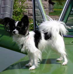 perro papillón