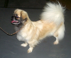 spaniel tibetano