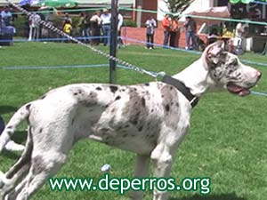 Cachorro gran danes