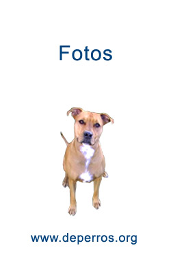 fotos de perros
