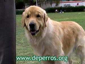 Foto 3: perrito golden retriever