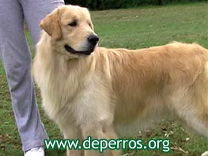 Foto 2: perfil de golden retriever