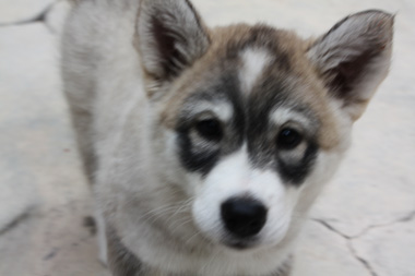 Cachorra husky siberiano de frente
