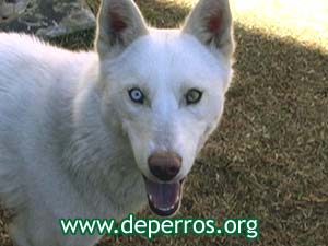 Husky siberiano de frente