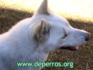 Perfil de husky siberiano