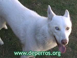 foto - cabeza de husky siberiano