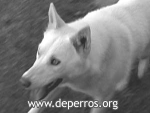 Husky siberiano de frente