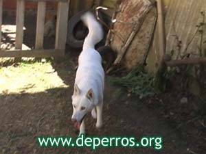 Perfil de husky siberiano