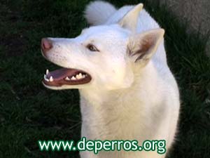 foto - cabeza de husky siberiano