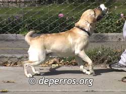 Labrador retriever caminando hacia atr�s