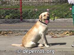 Foto de labrador retriever sentado