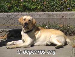 Perro labrador echado