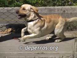 Perro labrador corriendo