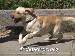 Perro labrador corriendo
