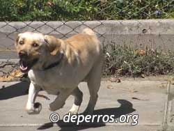 Perro labrador corriendo