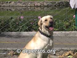 Foto de labrador retriever