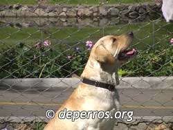 Foto de labrador retriever prestando atenci�n