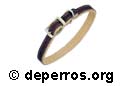 Collar para perros