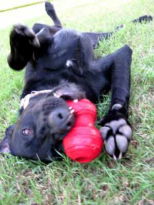 perro masticando su juguete