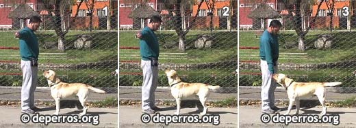 Adiestramiento de perros - reconocer el nombre