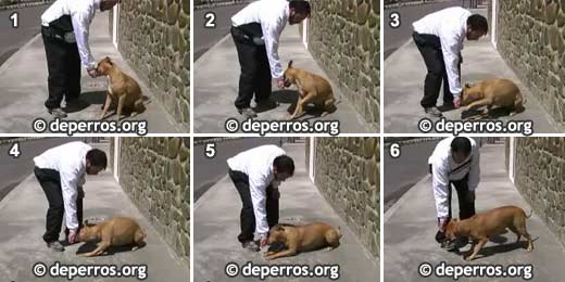 Adiestramiento de perros - Echado