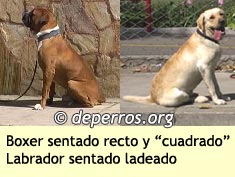 Perros sentados