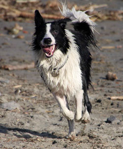 border collie