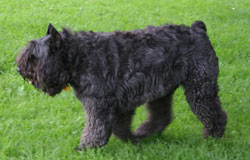 bouvier des flandres