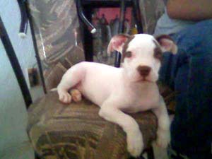 Cachorro pitbull