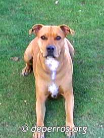 Foto de Pitbull - �rsula echada