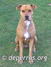 Pitbull sentado