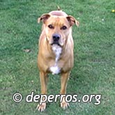Perro pitbull parado