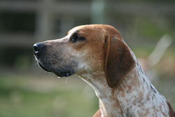 foxhound inglés