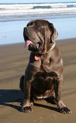 cachorra de mastín napolitano
