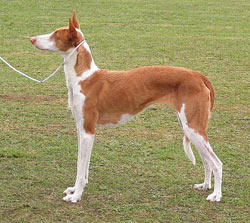 podenco ibicenco