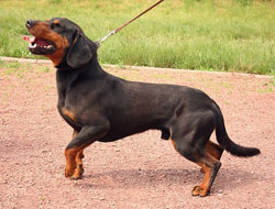 Sabueso eslovaco
