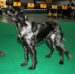 spaniel azul de Picardía