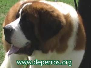 perro san bernardo