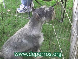 schnauzer hembra